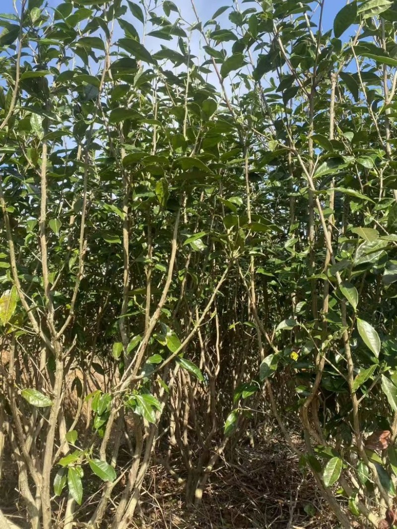 老树牡丹新茶优质茶品品味好茶支持一件代发