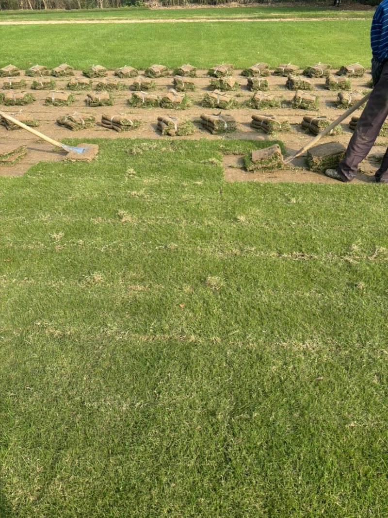 百慕大草草坪草江苏镇江草坪草基地直发对接全国