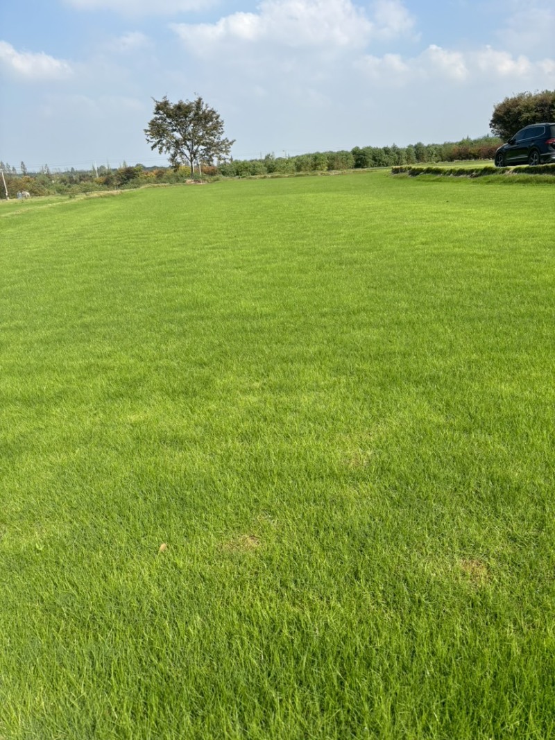 百慕大草草坪草江苏镇江草坪草基地直发对接全国