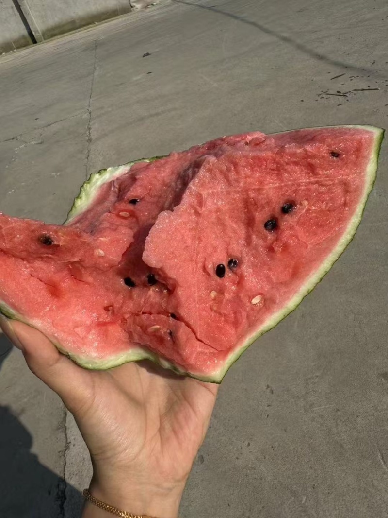 江苏盐城精品有籽美都西瓜薄皮量大一手货源基地直发视频看货
