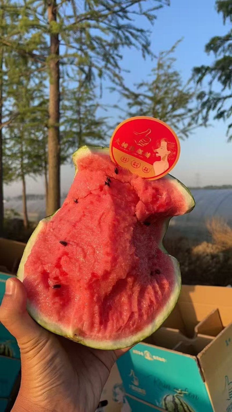 江苏盐城精品有籽美都西瓜薄皮量大一手货源基地直发视频看货