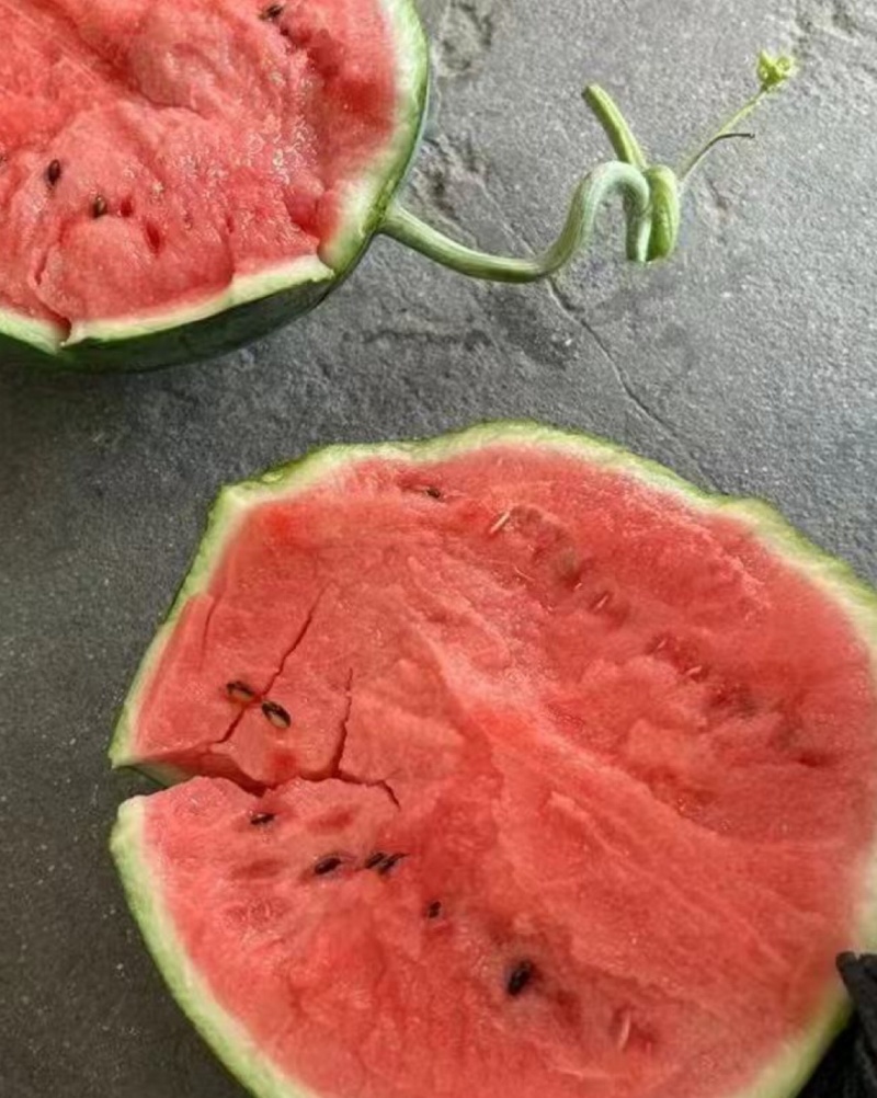 江苏盐城精品有籽美都西瓜薄皮量大一手货源基地直发视频看货