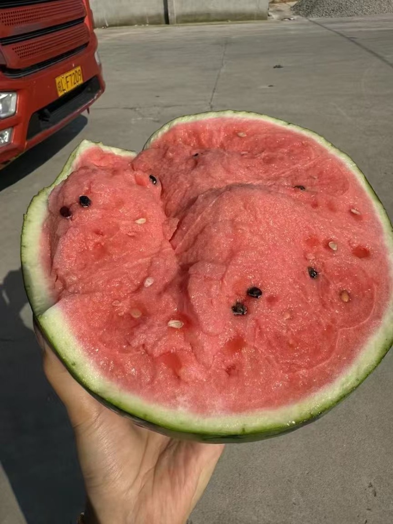 江苏盐城精品有籽美都西瓜薄皮量大一手货源基地直发视频看货