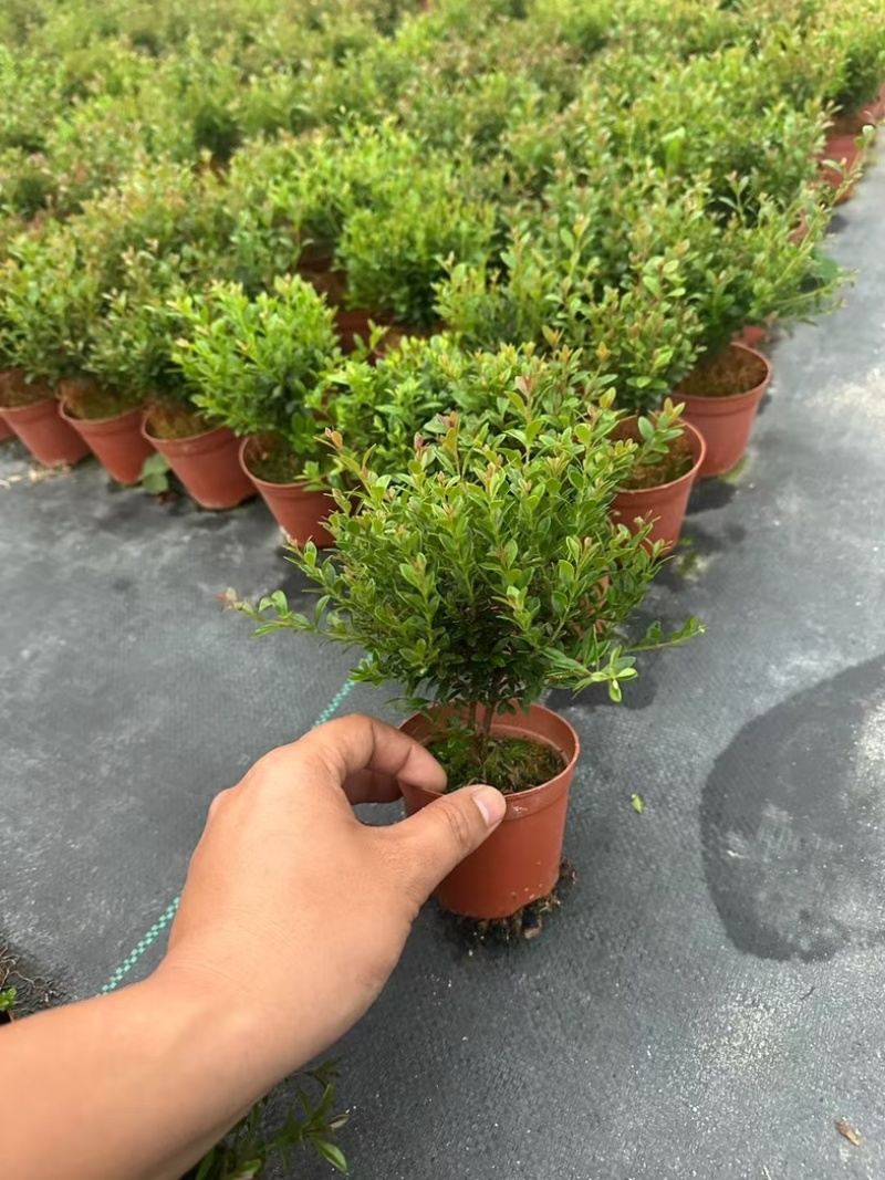 小叶赤楠基地批发