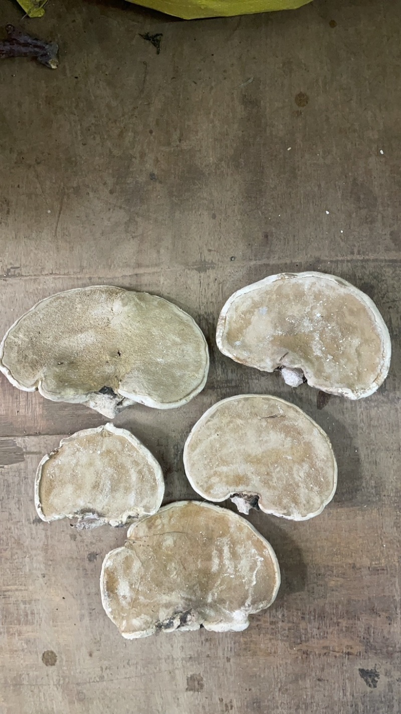 白灵芝大货批发一手货源