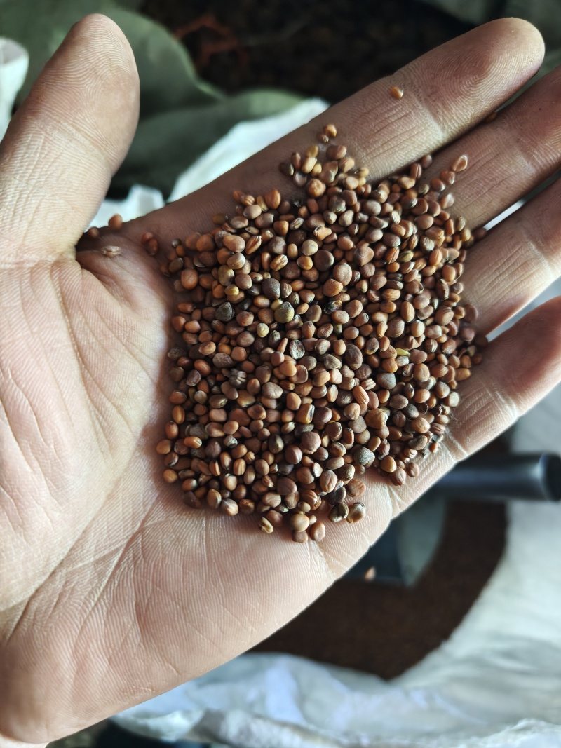 莱菔子统货批发支持代发1000克菟丝子