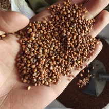 莱菔子统货批发支持代发1000克菟丝子