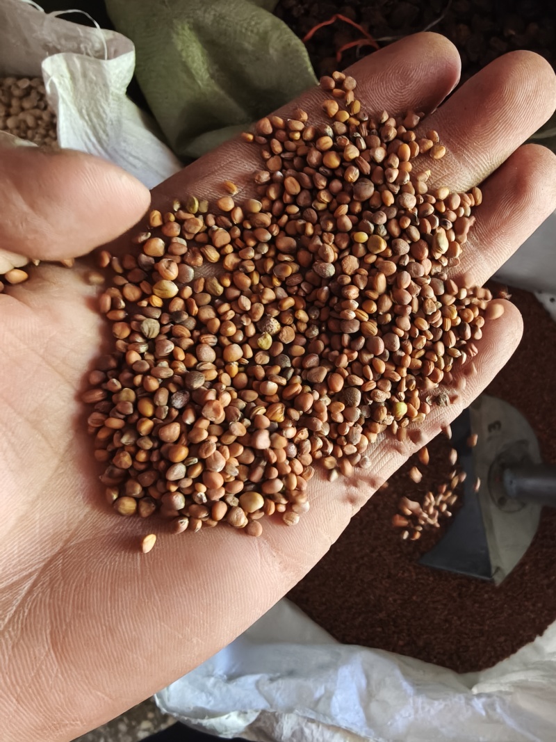 莱菔子统货批发支持代发1000克菟丝子