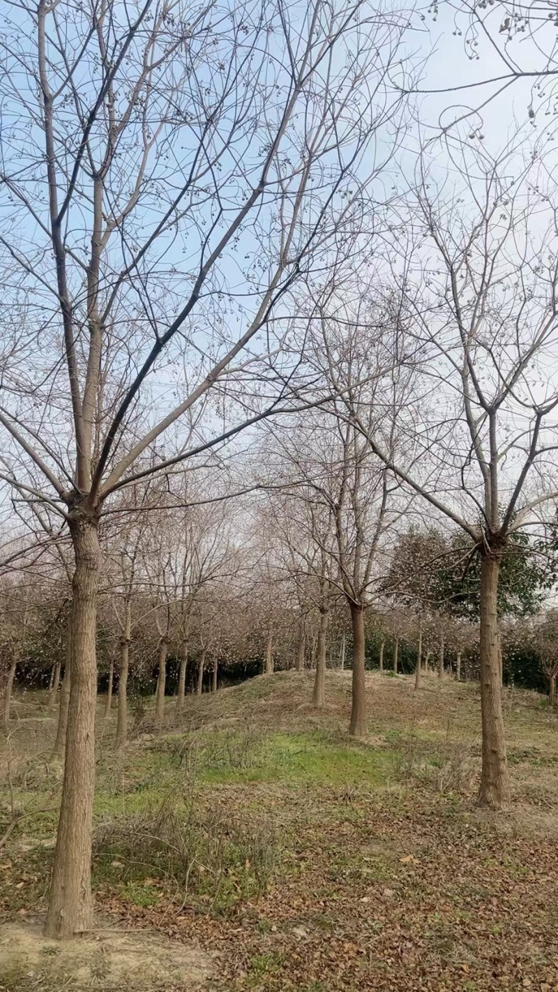 批发乌桕丛生乌桕乌桕树2-30公分15公分乌桕20公乌桕