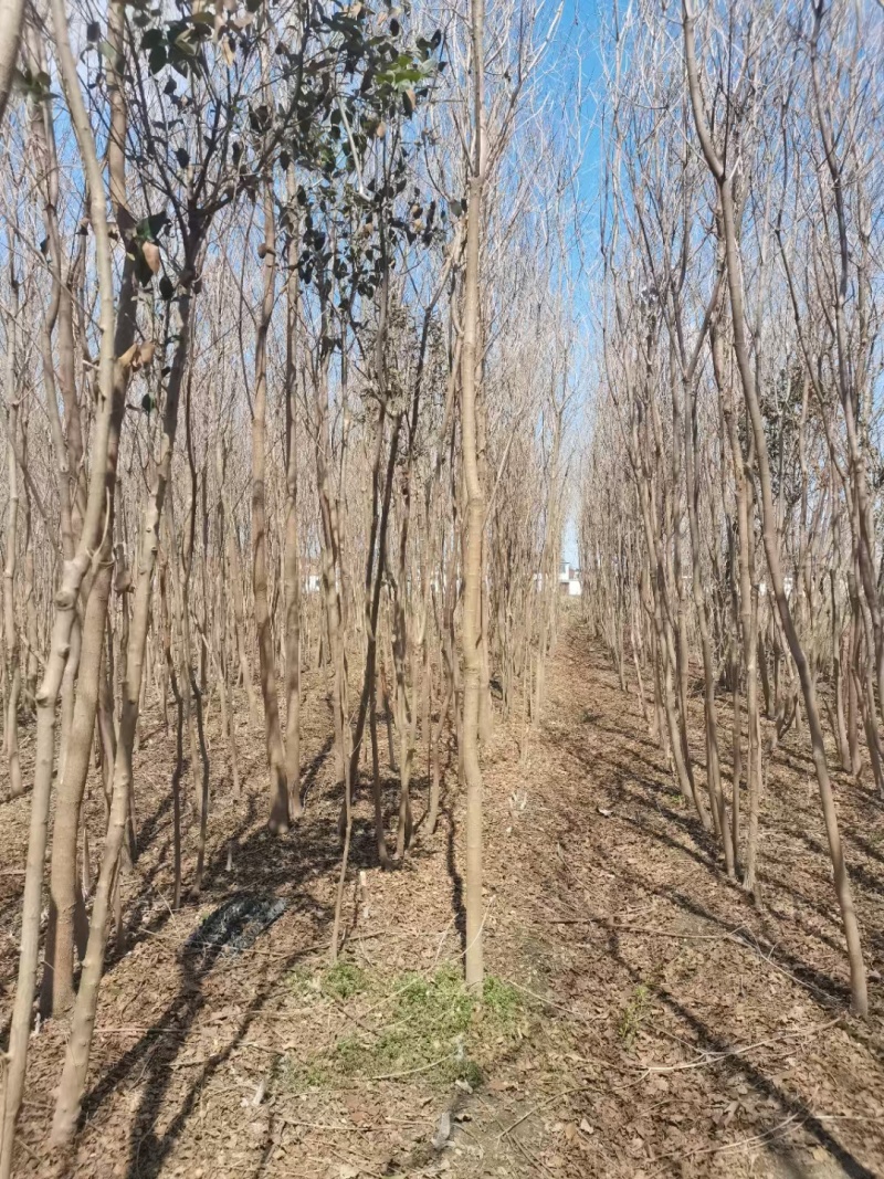 批发乌桕丛生乌桕乌桕树2-30公分15公分乌桕20公乌桕
