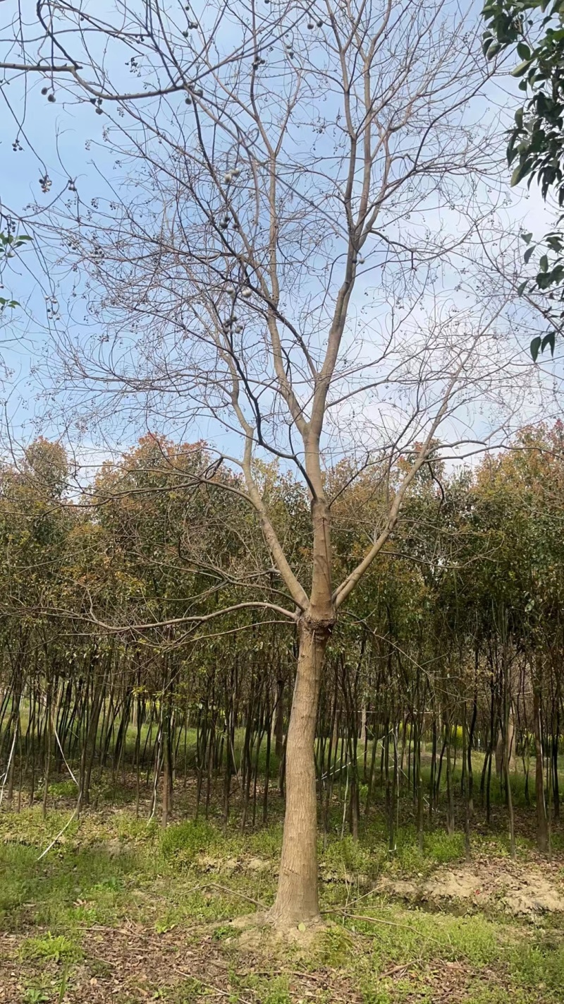 批发乌桕丛生乌桕乌桕树2-30公分15公分乌桕20公乌桕