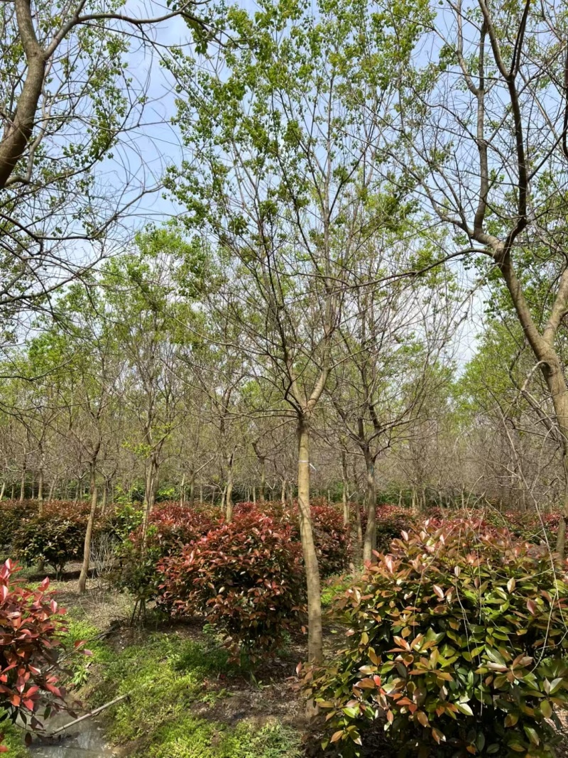 批发乌桕丛生乌桕乌桕树2-30公分15公分乌桕20公乌桕