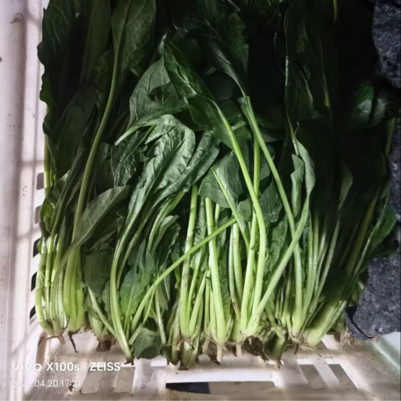 精品菠菜