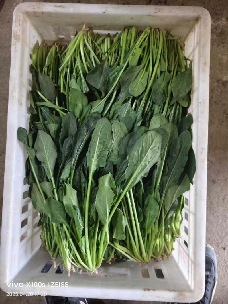 精品菠菜