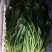 精品菠菜