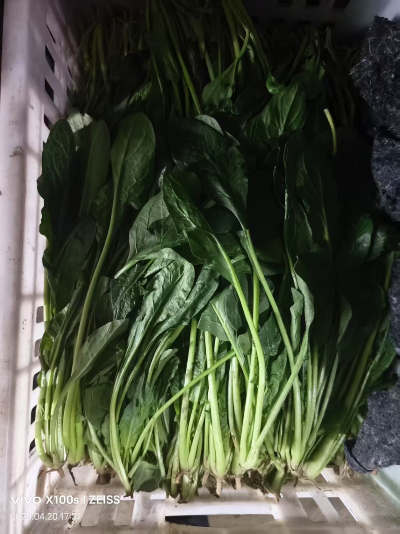 精品菠菜