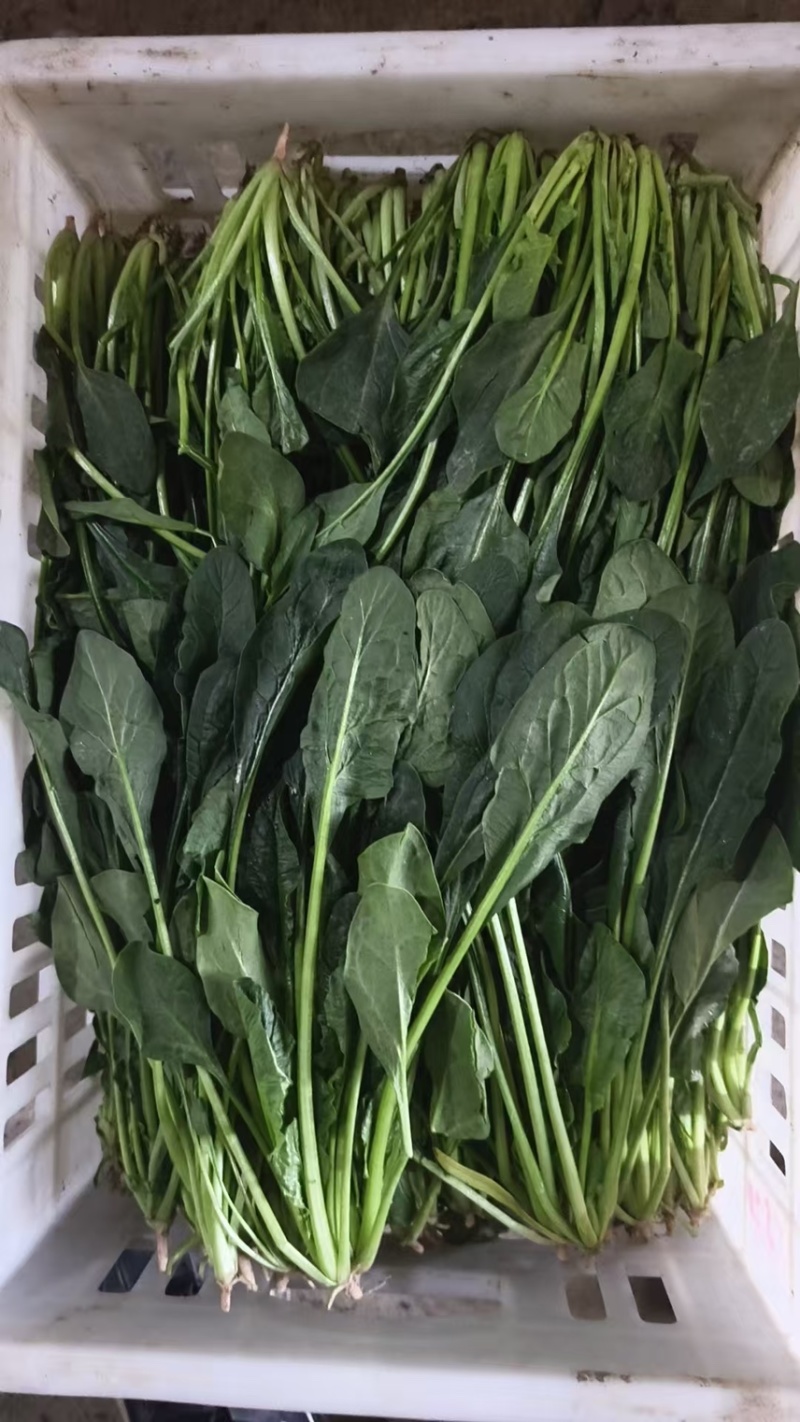 精品菠菜