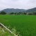 【推荐】大米广东云浮本地种植丝苗米发往全国