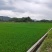 【推荐】大米广东云浮本地种植丝苗米发往全国