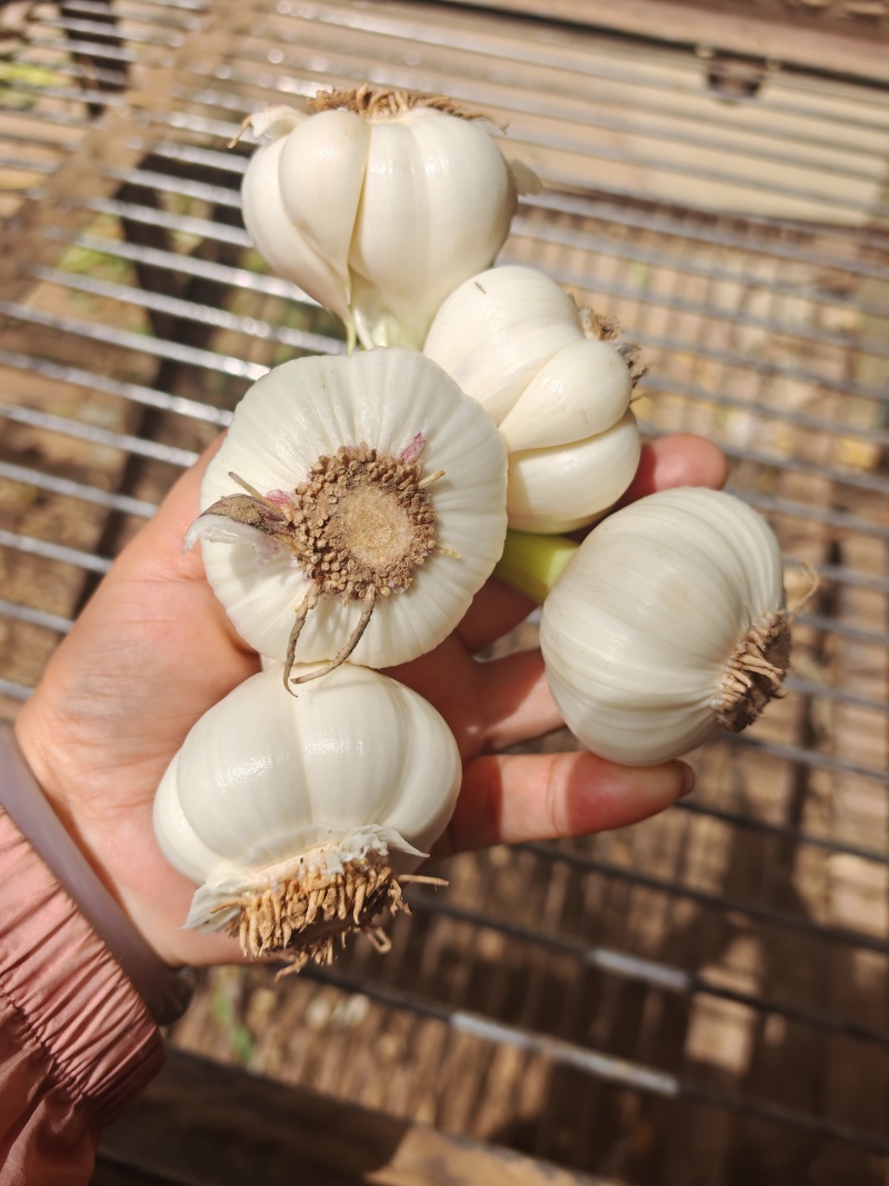 大蒜，紫皮大蒜，超市，电商，代储代发，欢迎新老客户。