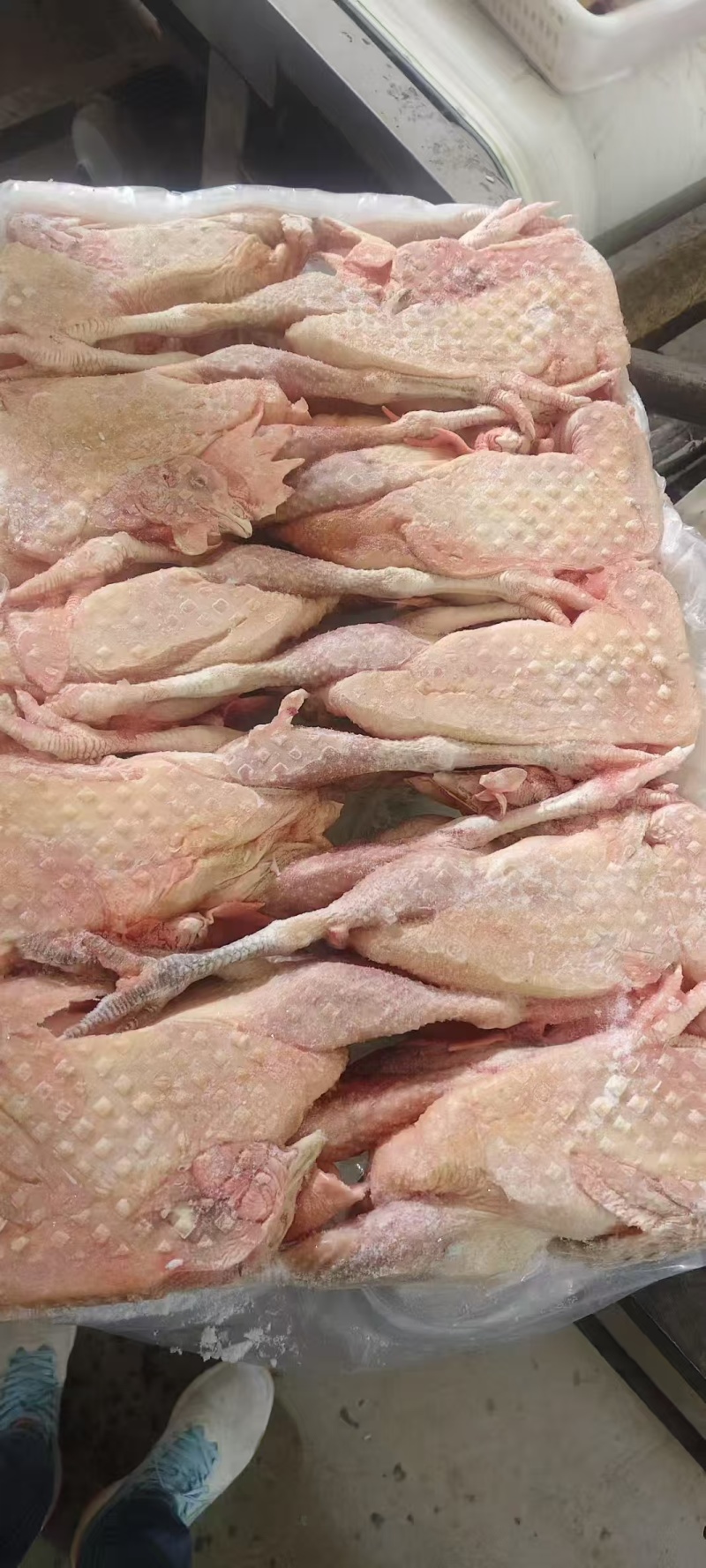 老母鸡