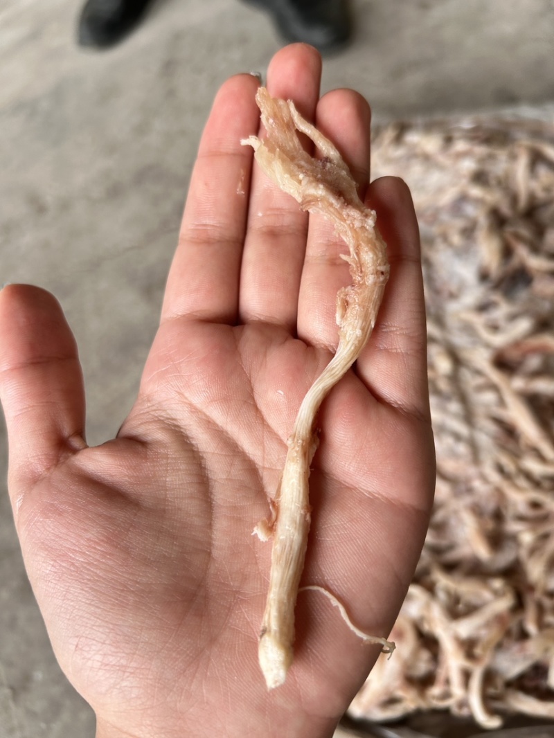 猪鼻筋