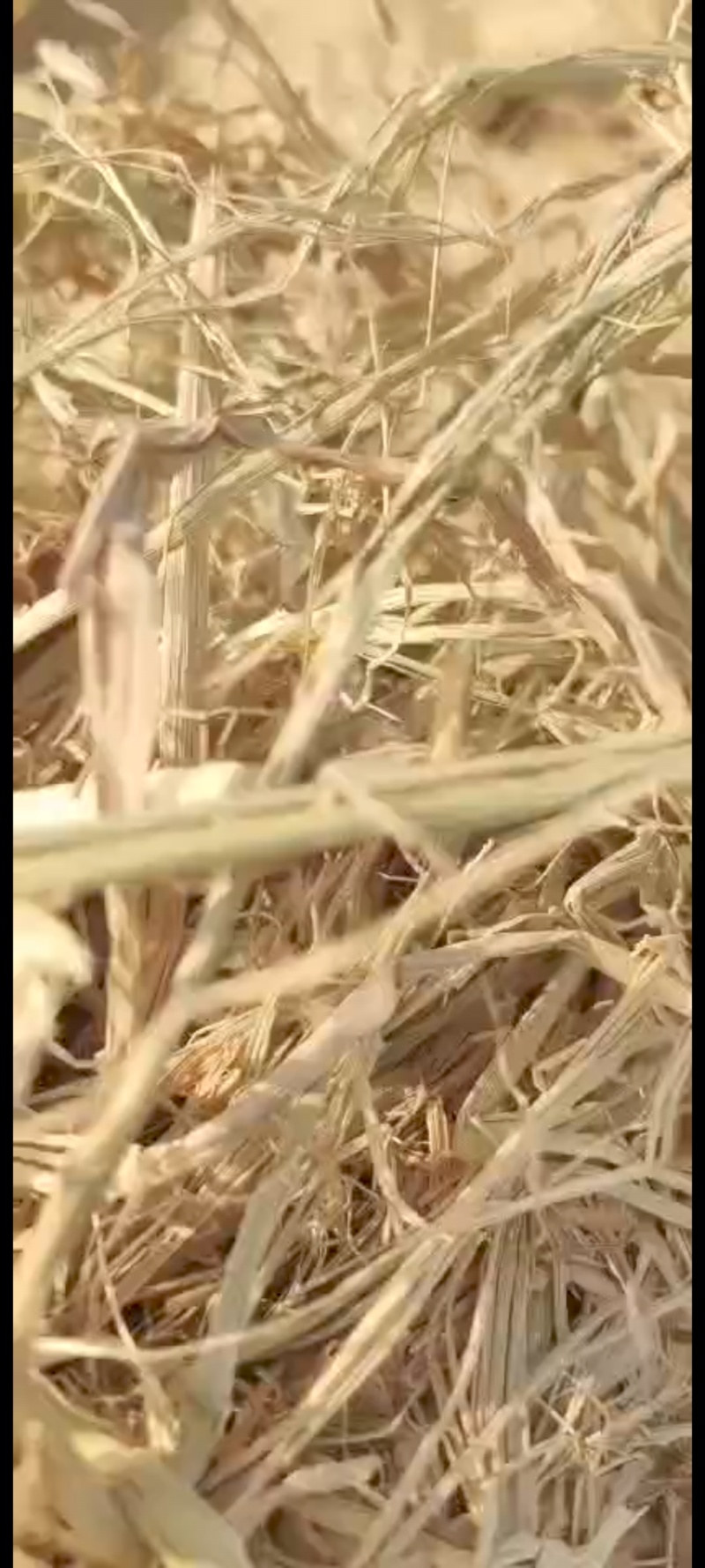 稻草除尘揉丝，小方捆，圆捆，大方捆，