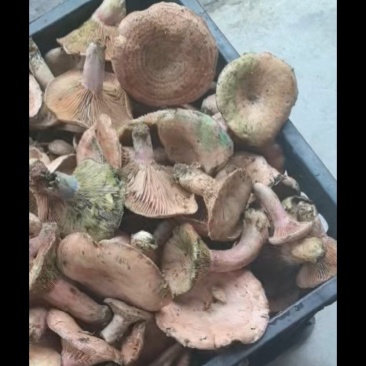 新鲜枞树菌