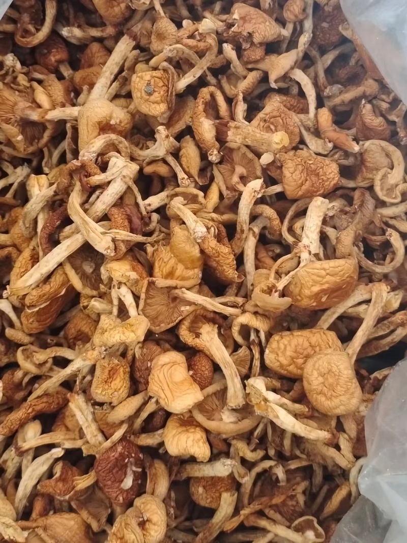 滑子菇