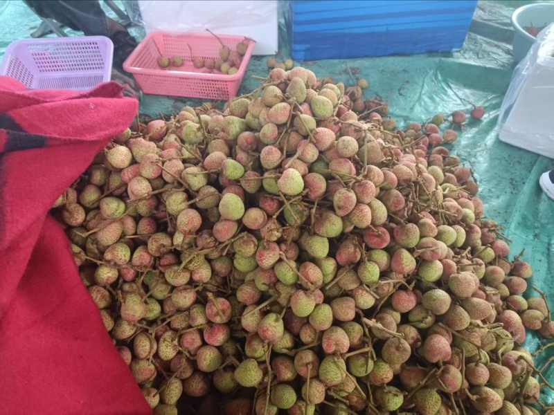 荔枝
