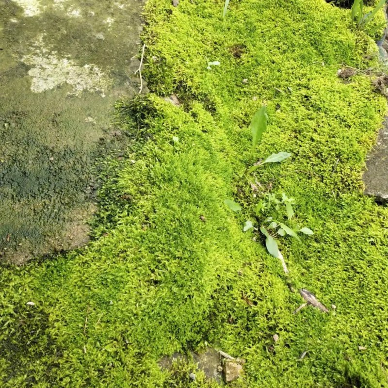 青苔鲜，需要的客户可以联系。干的湿的都可