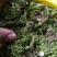 青苔鲜，需要的客户可以联系。干的湿的都可