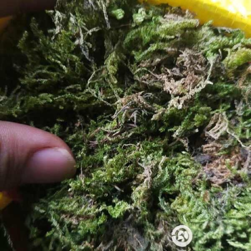 青苔鲜，需要的客户可以联系。干的湿的都可