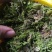 青苔鲜，需要的客户可以联系。干的湿的都可