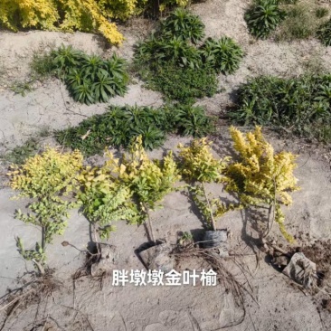 金叶榆杯苗