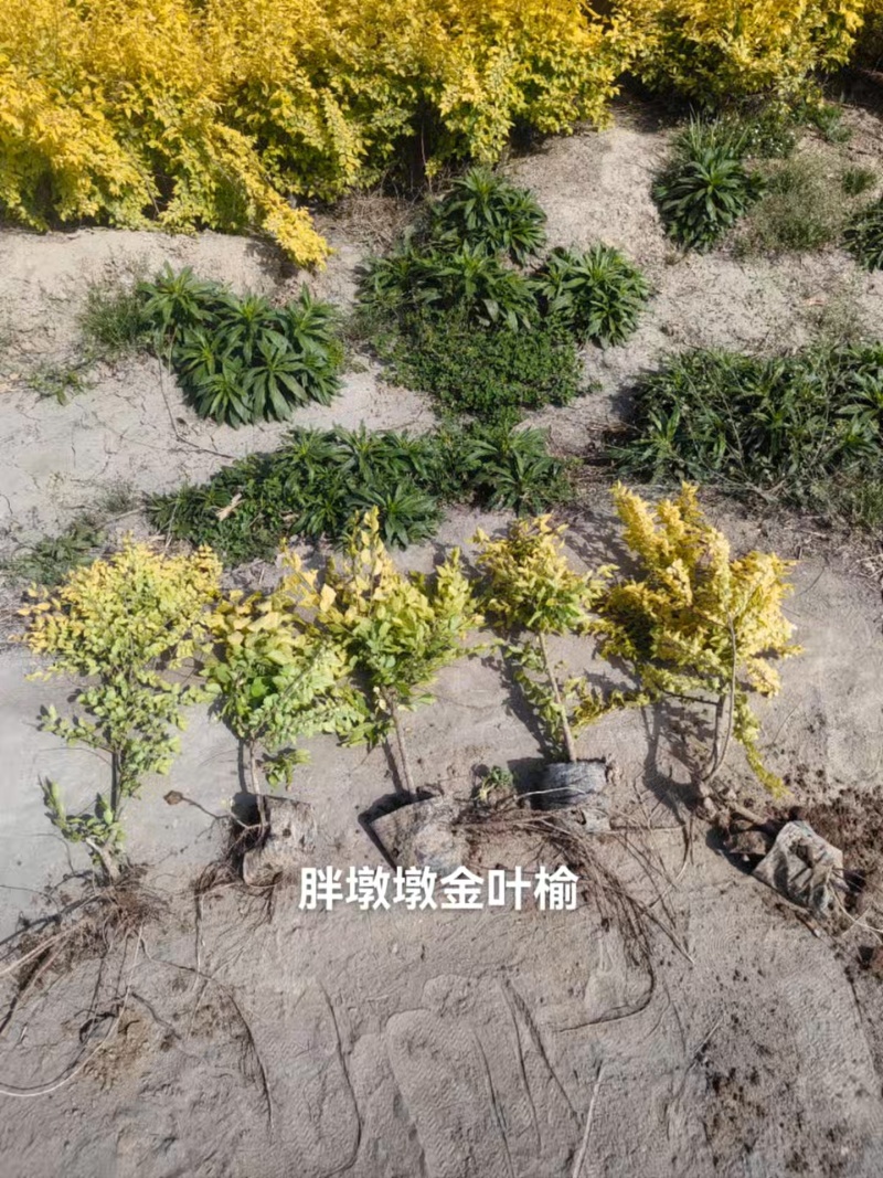 金叶榆杯苗