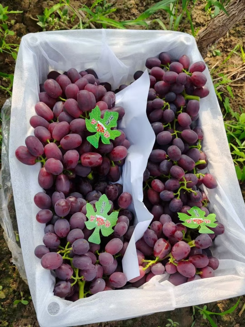巨圣葡萄山东聊城基地直供质量保证一