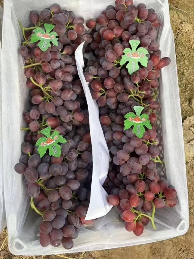 巨圣葡萄山东聊城基地直供质量保证一