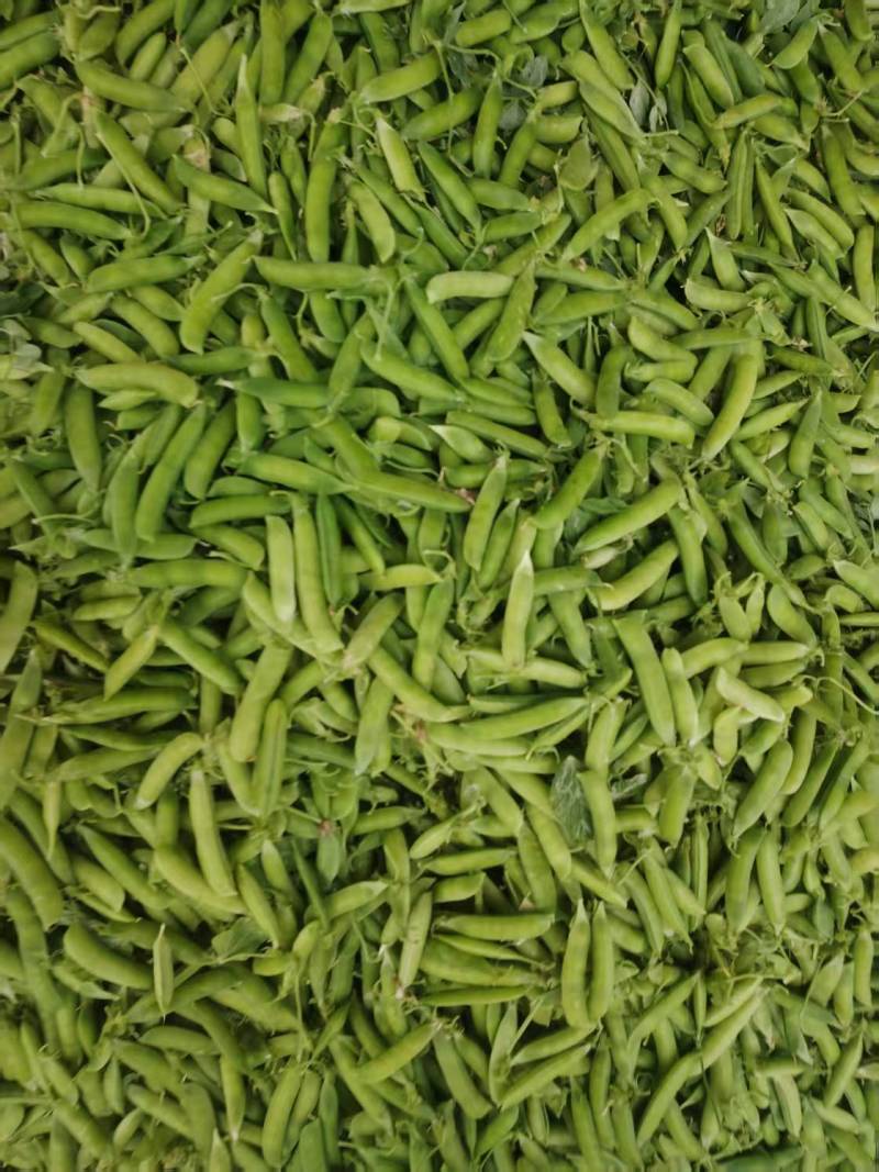 河南精选大颗豌豆荚/青豌豆/长寿仁豌豆/中豌9号