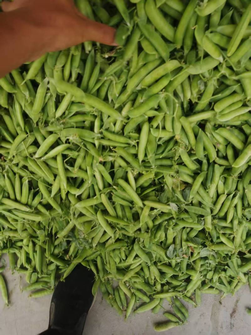 河南精选大颗豌豆荚/青豌豆/长寿仁豌豆/中豌9号