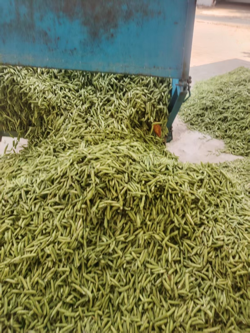 河南精选大颗豌豆荚/青豌豆/长寿仁豌豆/中豌9号