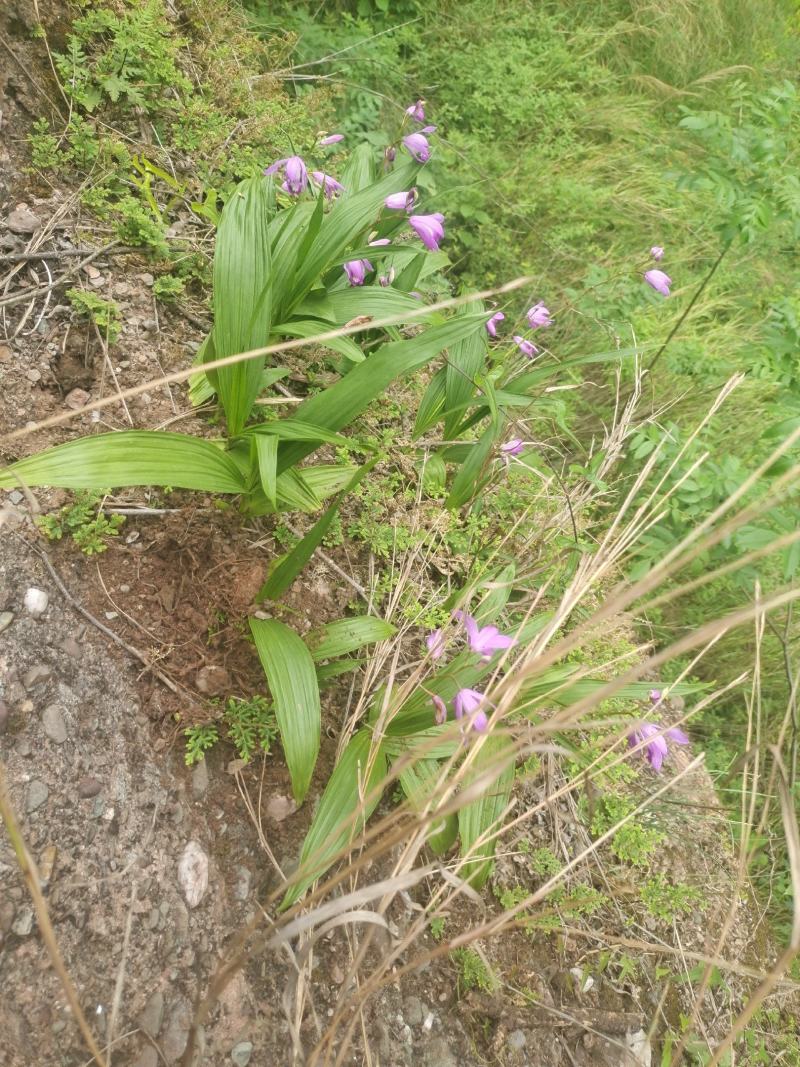 白及，鲜货白芨，三角白及，纯野生，大山深处的原生态白及