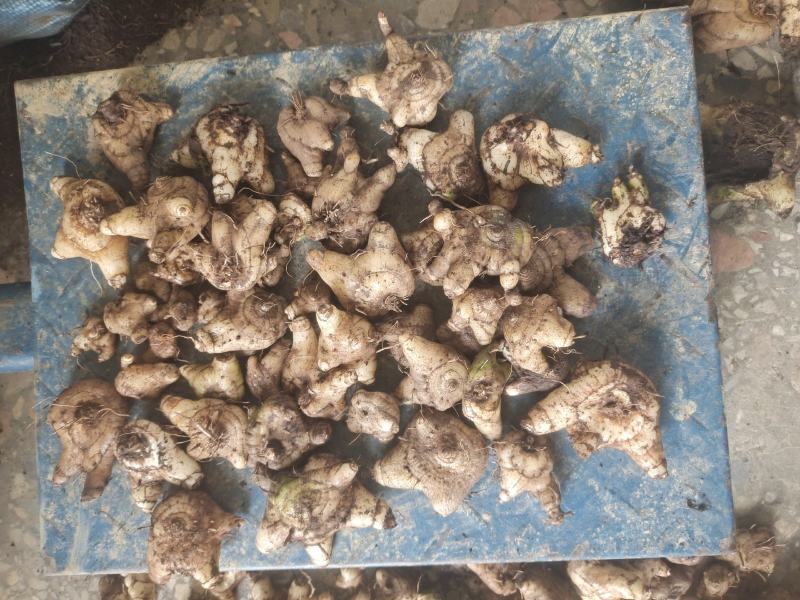 白及，鲜货白芨，三角白及，纯野生，大山深处的原生态白及