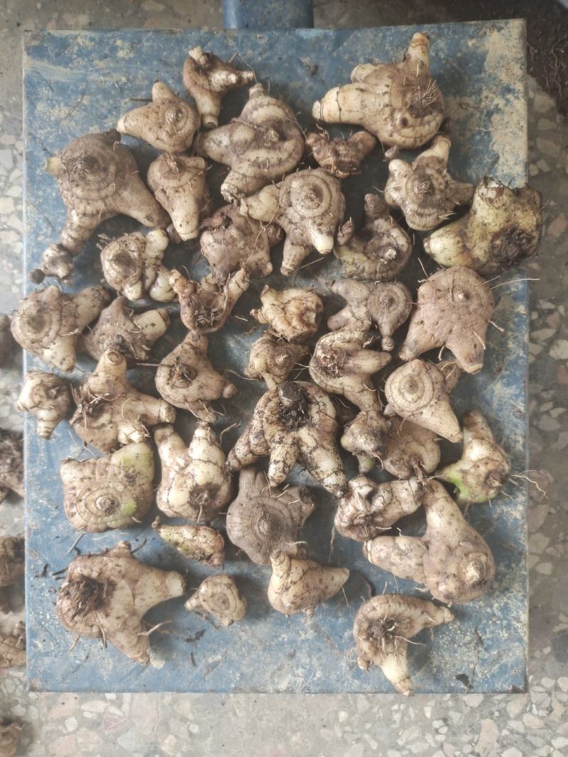 白及，鲜货白芨，三角白及，纯野生，大山深处的原生态白及