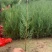 侧柏营养袋苗；高度30起步