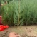 侧柏营养袋苗；高度30起步