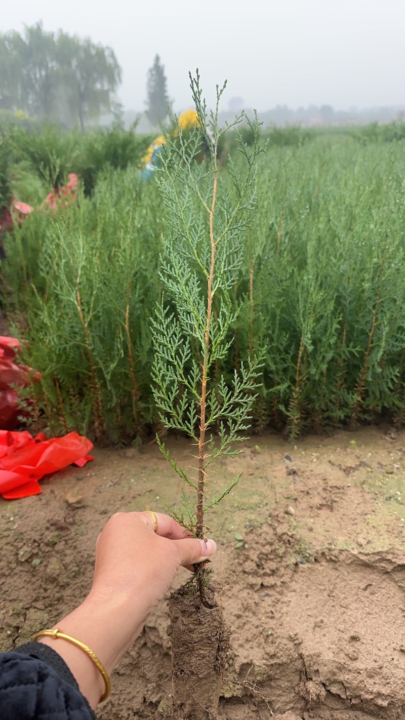 侧柏营养袋苗；高度30起步
