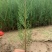 侧柏营养袋苗；高度30起步