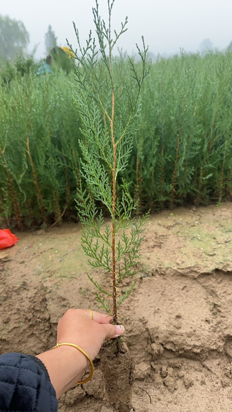 侧柏营养袋苗；高度30起步