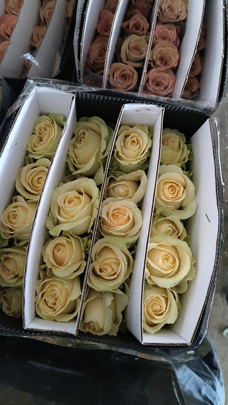 玫瑰鲜切花……………